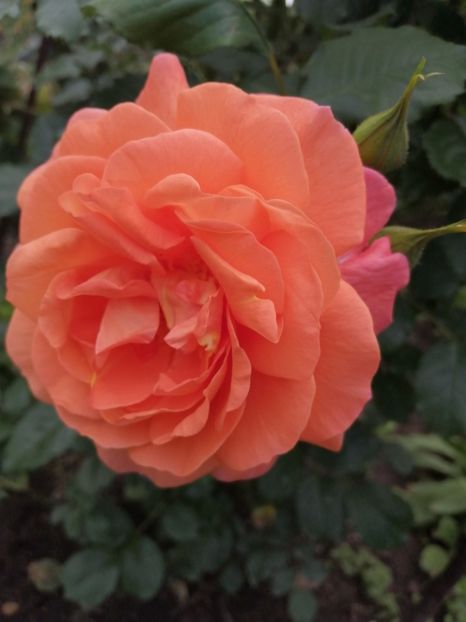  - Westerland parfumat urcator