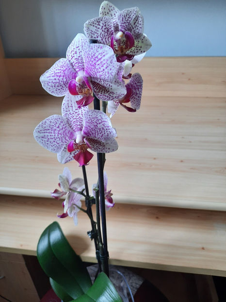  - orhidee 35 Carrefour Dej mai 2021