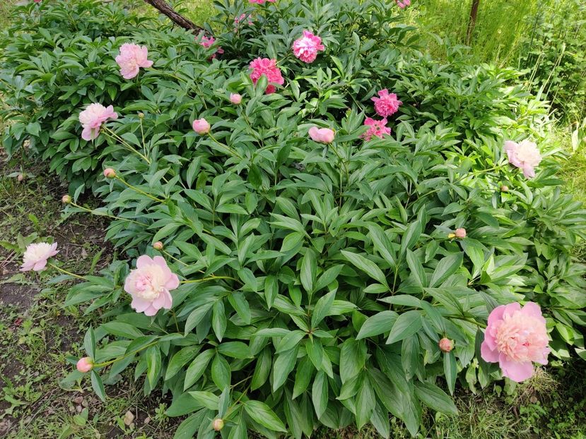  - Diverse flori de gradina