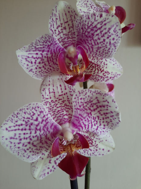 orhidee 35 Carrefour Dej mai 2021 - 01___ORHIDEE