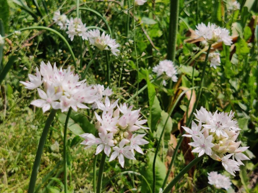 Allium - Diverse flori de gradina