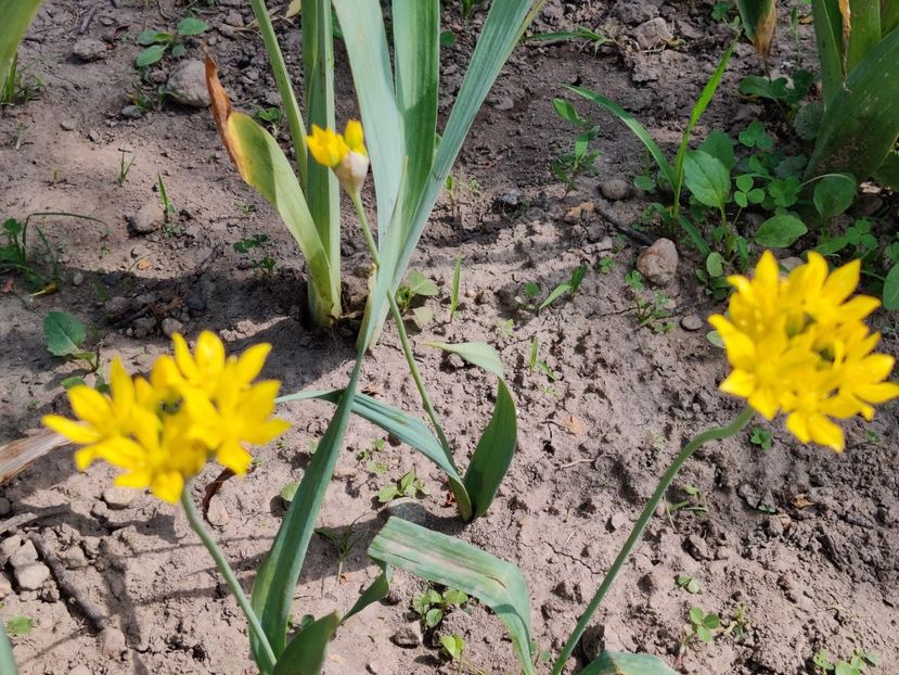 Allium Moly - Diverse flori de gradina