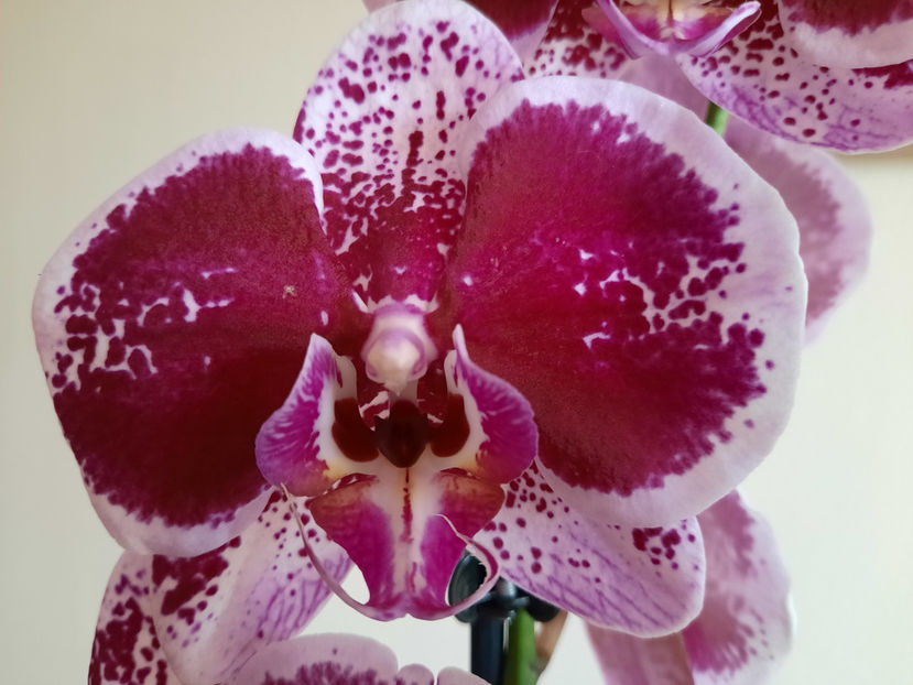  - orhidee 36 Carrefour Dej mai 2021