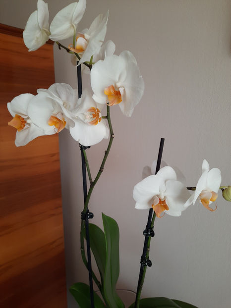  - orhidee 37 Carrefour Dej mai 2021