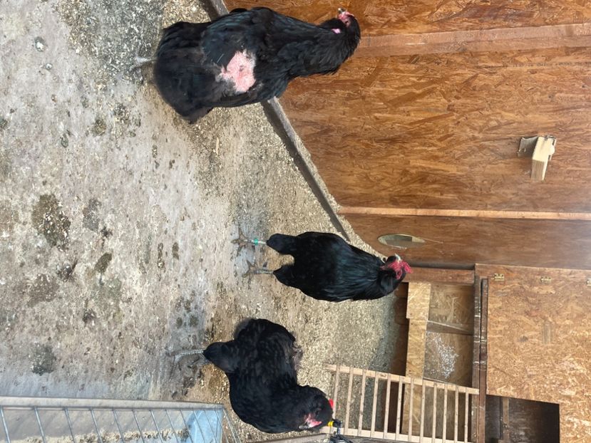 D38069E5-8A91-431C-B769-529181E8CCBE - Araucana NEGRU