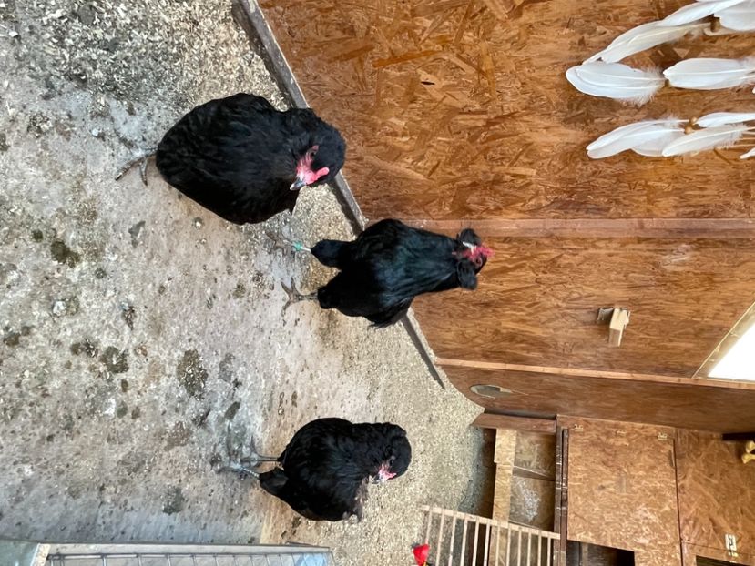 340404E5-D463-4521-B59D-645FE8E037FA - Araucana NEGRU