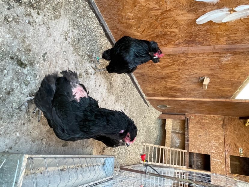 5A4058DB-CE43-4A69-BFFB-2F73C915A266 - Araucana NEGRU