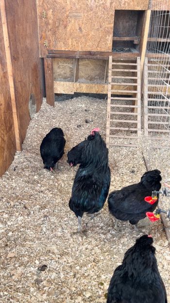 1F471780-AB12-4916-BE4E-E443685B4F36 - Araucana NEGRU