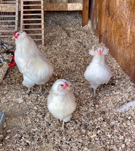 0CBD559B-B4F6-4BB1-B3BD-6E1841548412 - Araucana ALB