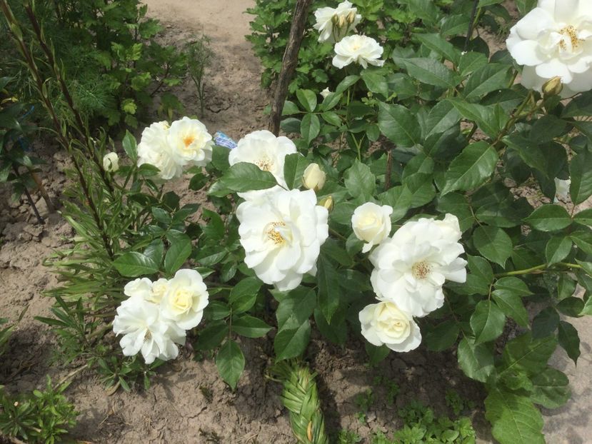 91020561-3D5B-4D73-BAE4-317496192083 - Flori 2021