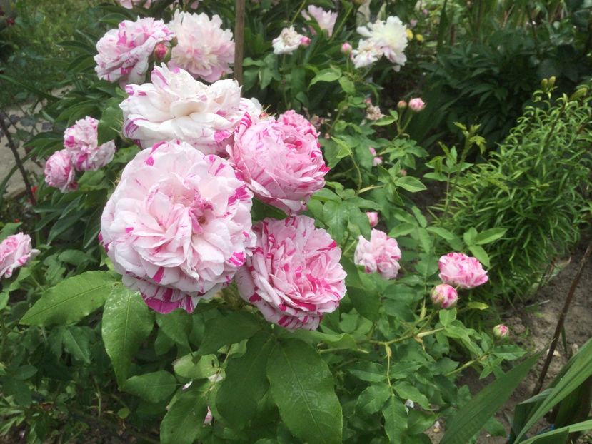 2DDE037E-FE61-4401-89CF-8AAA4E14956B - Flori 2021