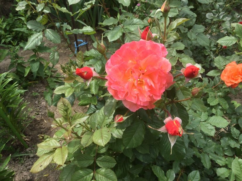 4F022EA1-19A0-4F94-9F1C-BEB85E096892 - Flori 2021