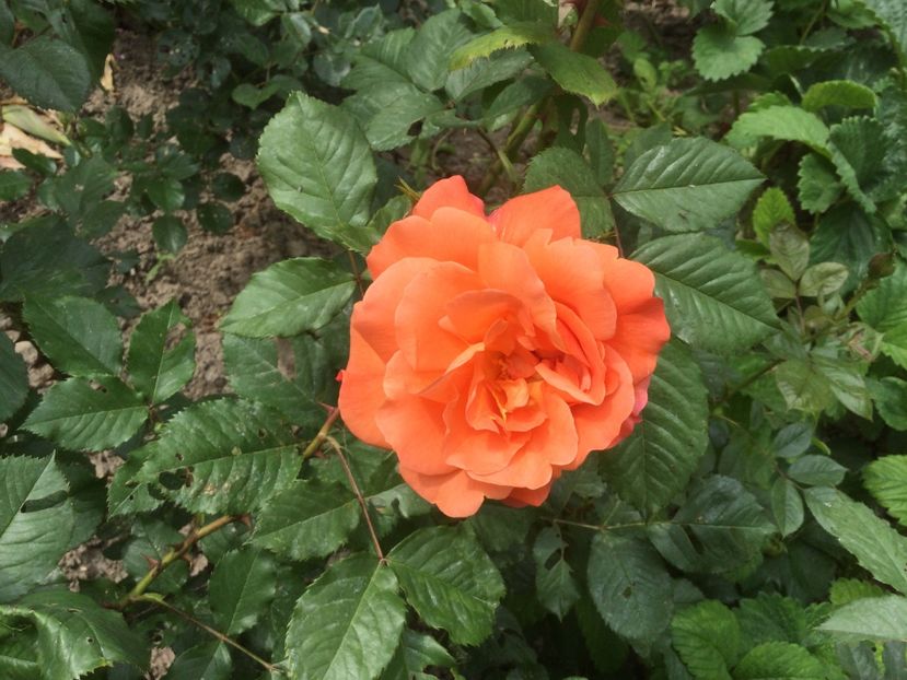 7699E198-0A69-4BC2-B20F-93A81F58B03D - Flori 2021