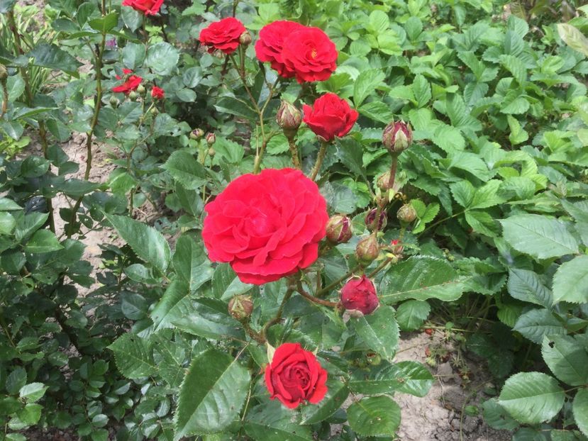 0AA1FFFB-06D5-4B77-B74D-163FA617CF90 - Flori 2021