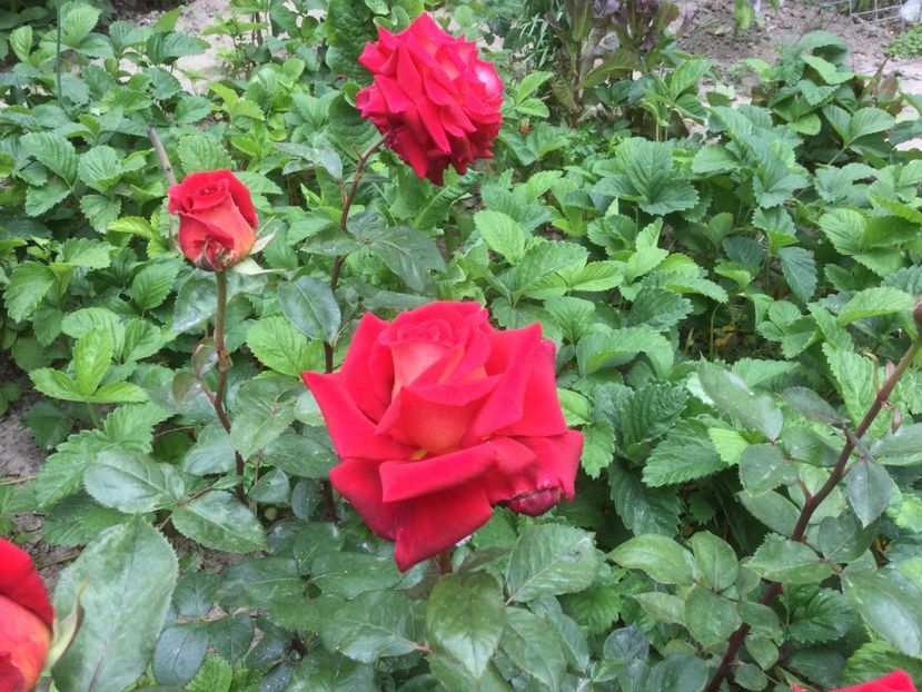 9875121C-FE3C-4D29-86F7-027786D29360 - Flori 2021