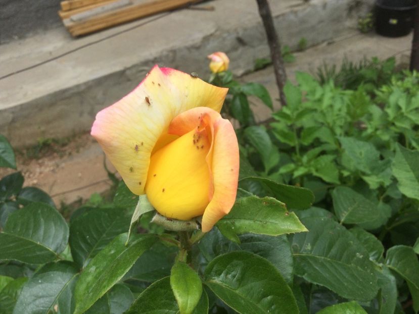 674B5CE3-5DCF-4DEB-9D56-BB1169C403C4 - Flori 2021