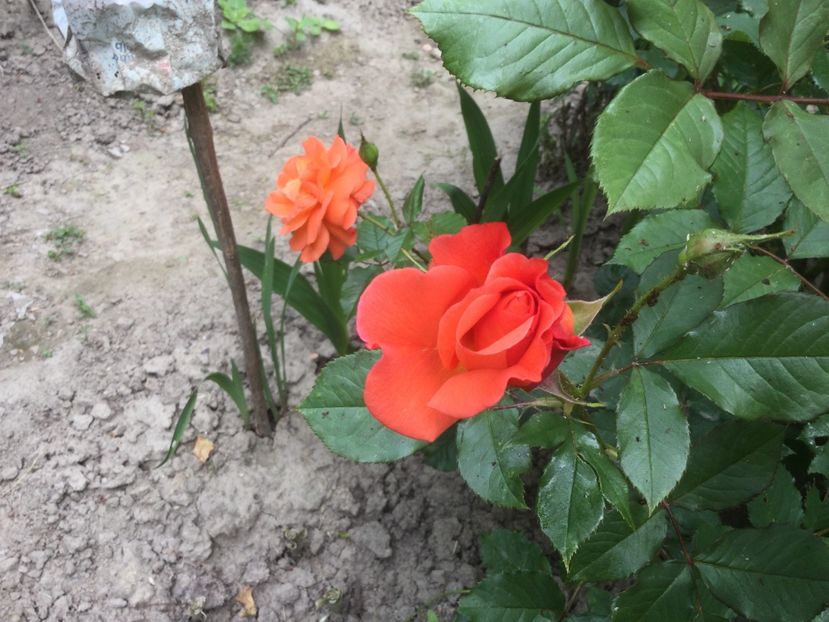 78E105E7-3AD6-4B55-B77B-547BD1F65C4D - Flori 2021