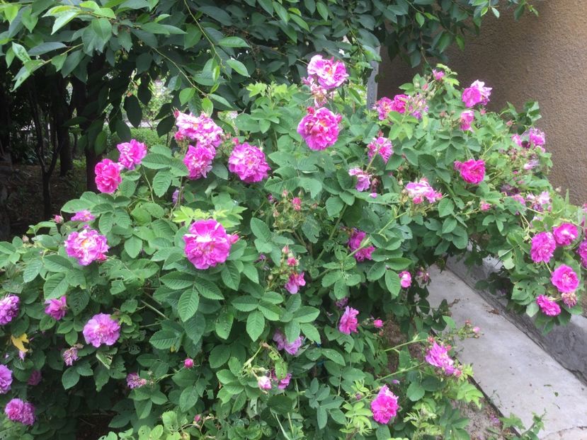 EB98828B-59A8-4BCD-BFAD-57E251DF520A - Flori 2021