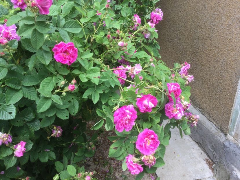 5C4AA03C-221B-4EDB-9F7F-4056D5B7535D - Flori 2021