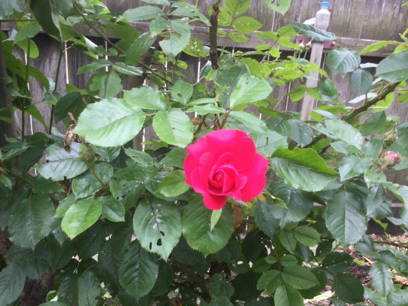 E6203AC5-4BD7-45F1-9C41-4A3AB8594546 - Flori 2021