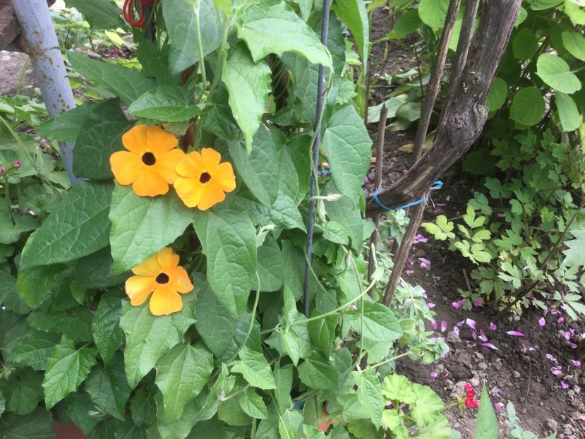 4051CE39-E9FA-4CB8-9DF7-8BFF812F0DAB - Flori 2021