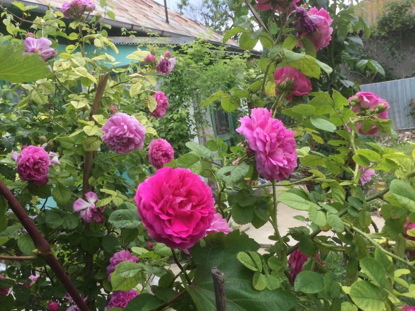 C24B7BA8-0FD5-4FE7-B976-F19B4B68D90B - Flori 2021