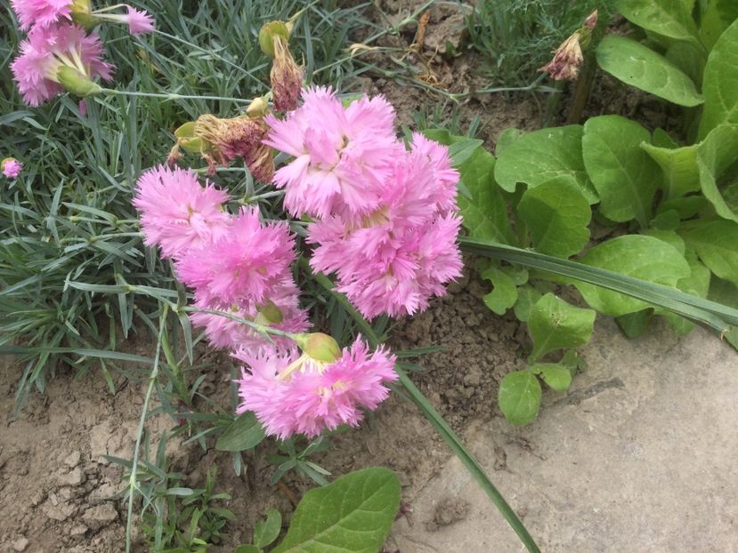 BA59DB66-CD84-4675-8744-F75D8DB53497 - Flori 2021