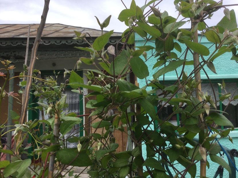 A4B74CA0-0032-4895-A206-17BE3FB33BB7 - Flori 2021