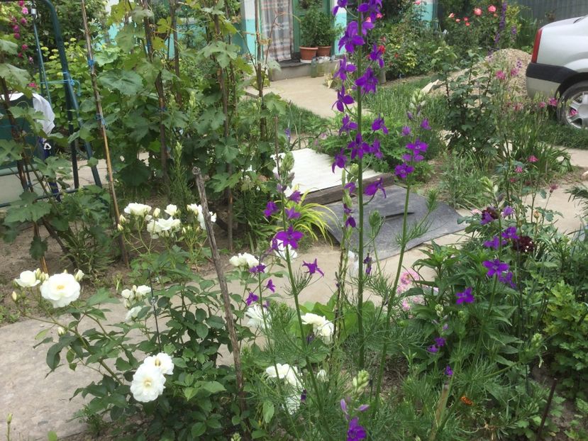 AC25C68F-EFEC-4A9D-8445-20BD7B481E87 - Flori 2021