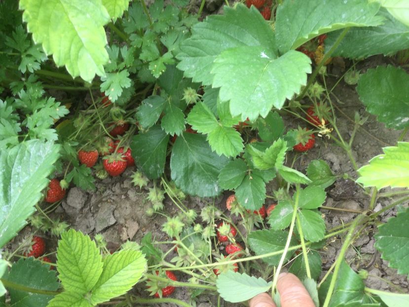 FAE5C6AA-4D90-4D8B-820A-85001625F0D2 - Flori 2021