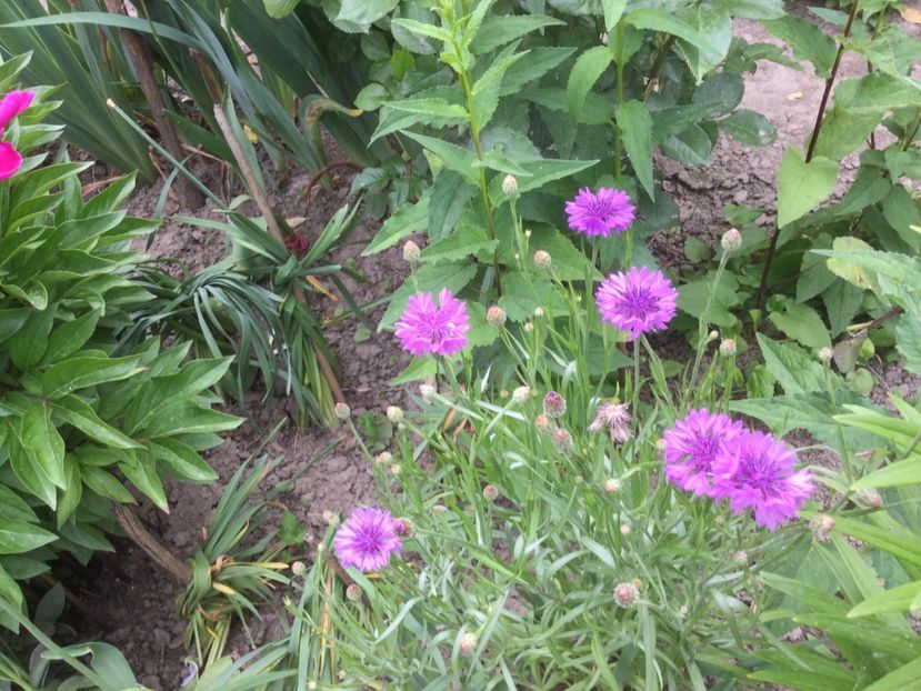 38F895F7-E44D-47BF-83B2-237E79C69971 - Flori 2021