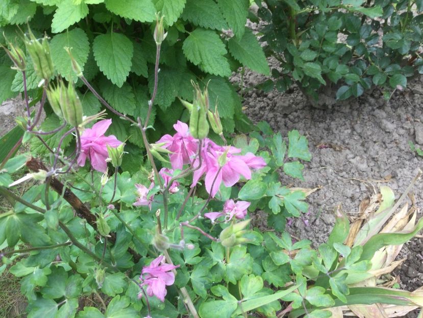 0E8FB60D-C566-4FE8-A78A-F39774D48752 - Flori 2021