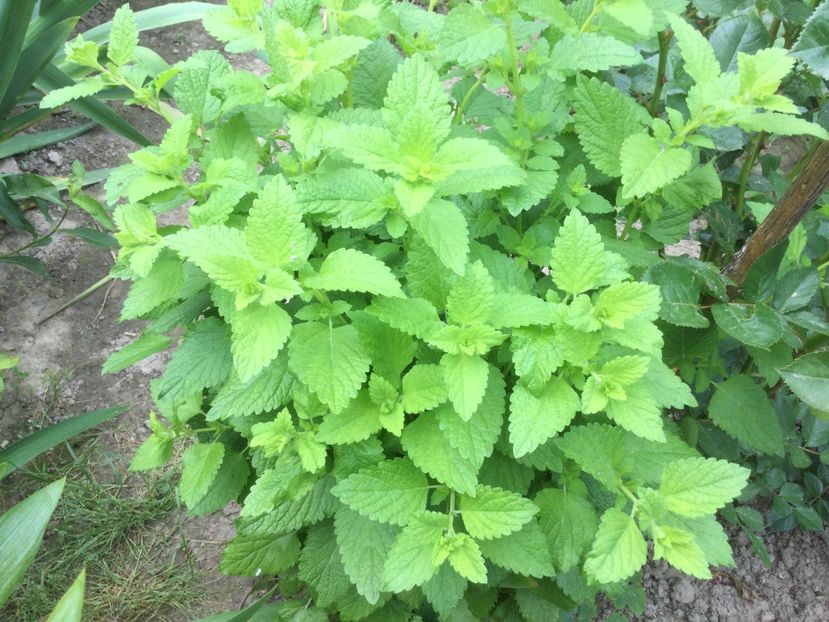 BC2BA311-9BB5-4066-A6C0-ACE0A665827E - Flori 2021