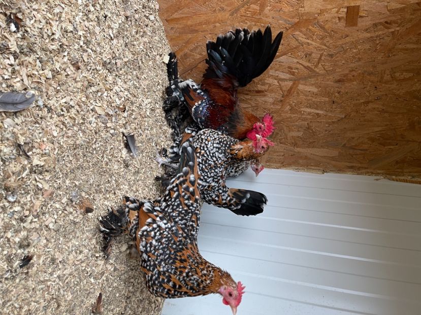 D7D09A25-DB59-412D-B5E8-CF6EC60410C3 - Mii de flori PORȚELAN