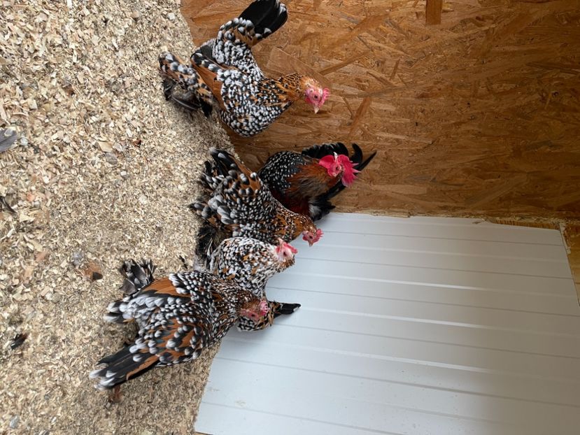 C99B0DFF-D4C7-4DA9-9190-2D097AEE3341 - Mii de flori PORȚELAN