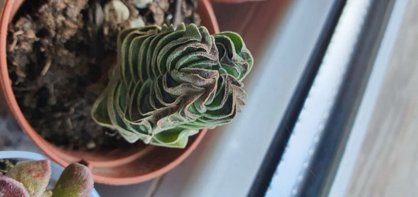  - Crassula 2021