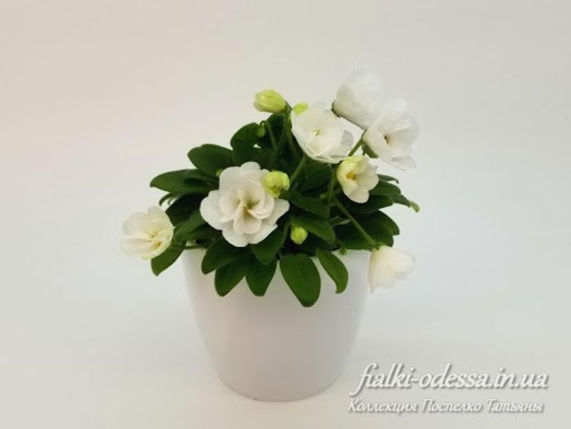 LE Flerdoranz poza net - LE- Flerdoranz