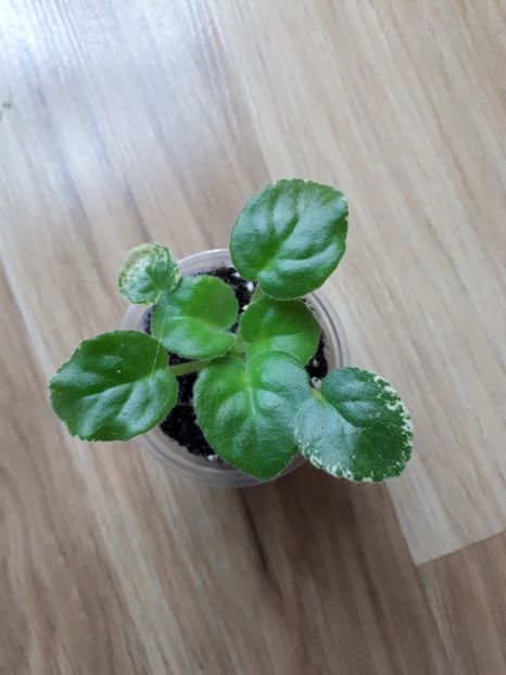  - ND-Bosfor Vostochnyy