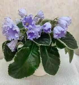 OS-Beliye Nochy  poza net - OS-Beliye Nochy