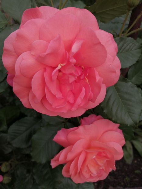  - Westerland parfumat urcator