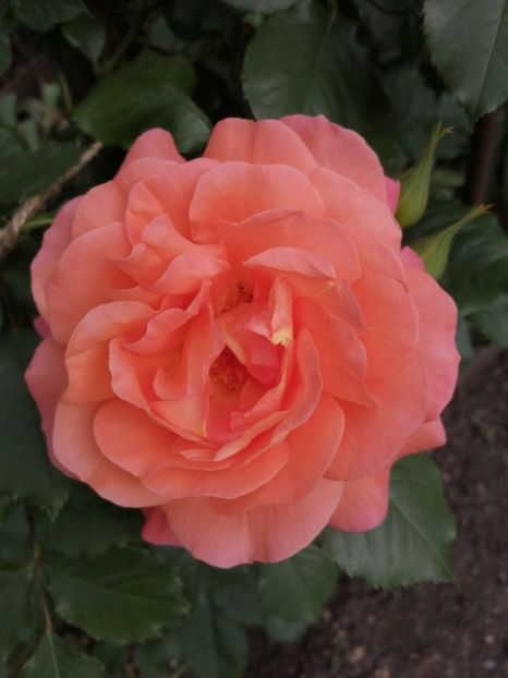  - Westerland parfumat urcator