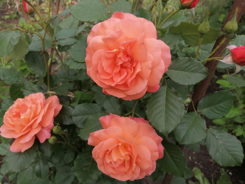  - Westerland parfumat urcator