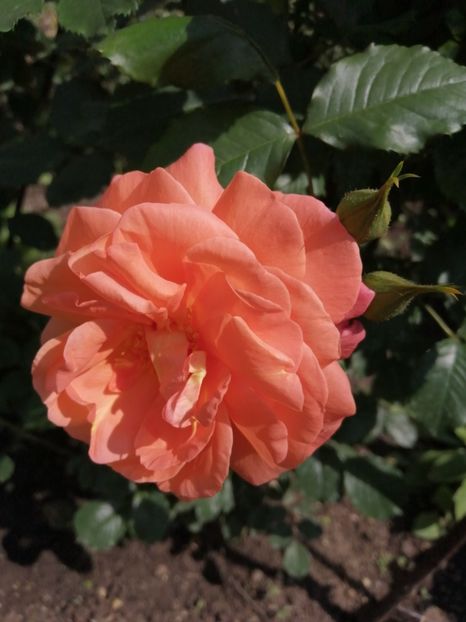  - Westerland parfumat urcator