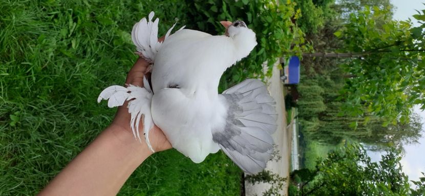  - NORDCAUCAZIAN cu coada rosie red tail pigeons