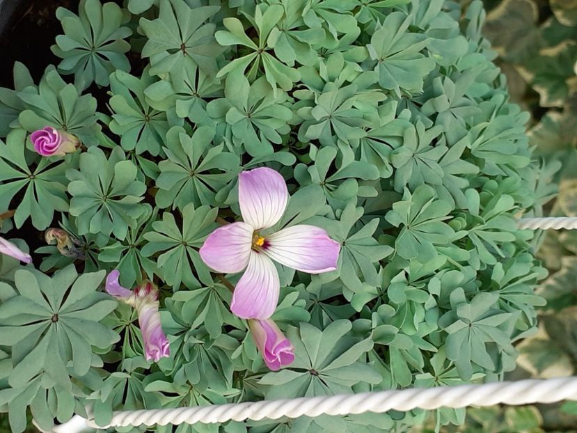  - Oxalis