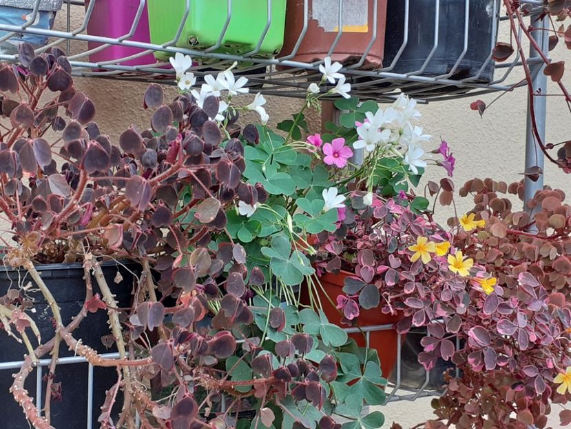  - Oxalis