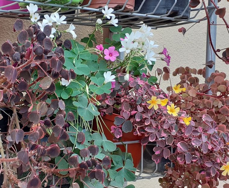  - Oxalis