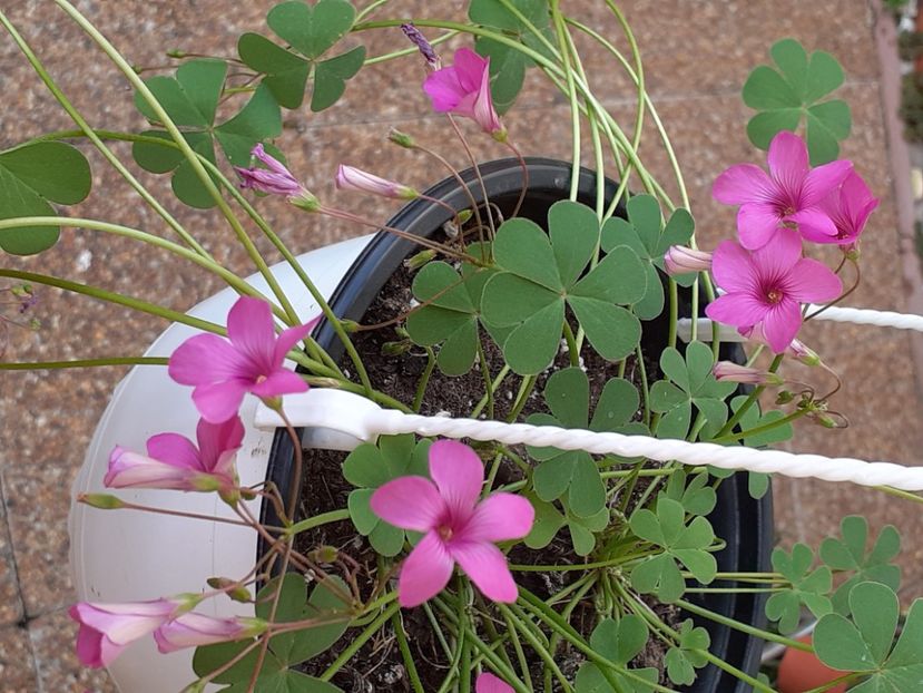  - Oxalis