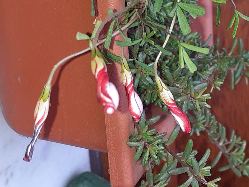  - Oxalis