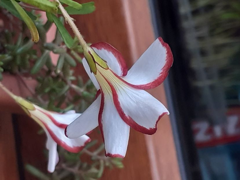  - Oxalis